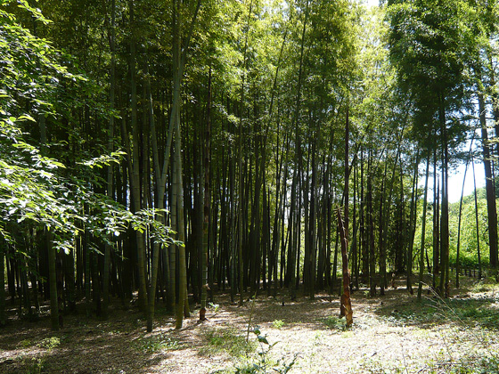 神代植物公園竹林