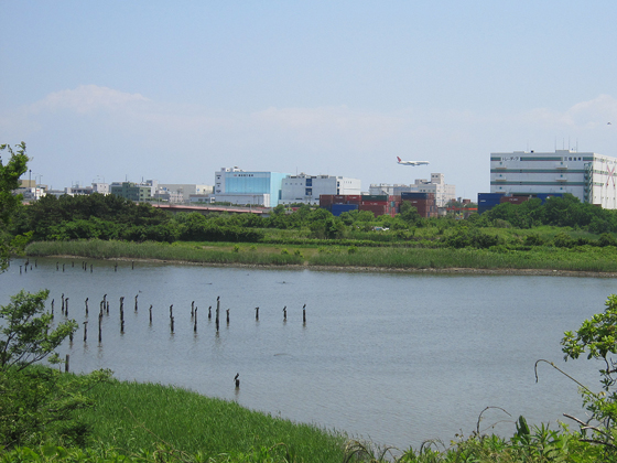 東京港野鳥公園汐入の池