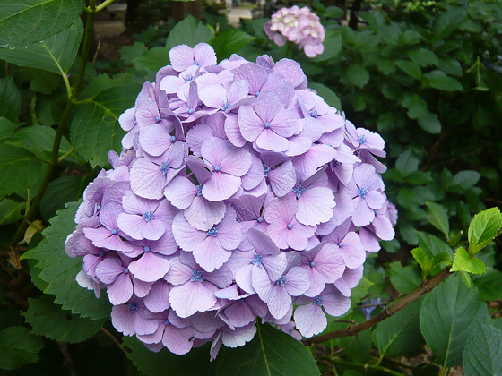 和田掘公園の紫陽花