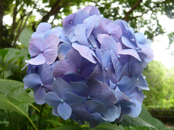和田堀公園紫陽花（むらさき）