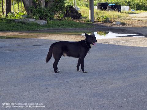 石垣島で見かけた犬