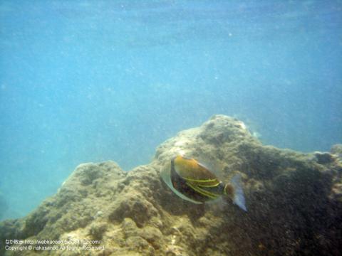 ハワイ ハナウマベイの魚の写真