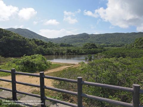石垣島の吹通川の景色