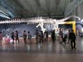 西ローラシア恐竜王国の巨大標本。